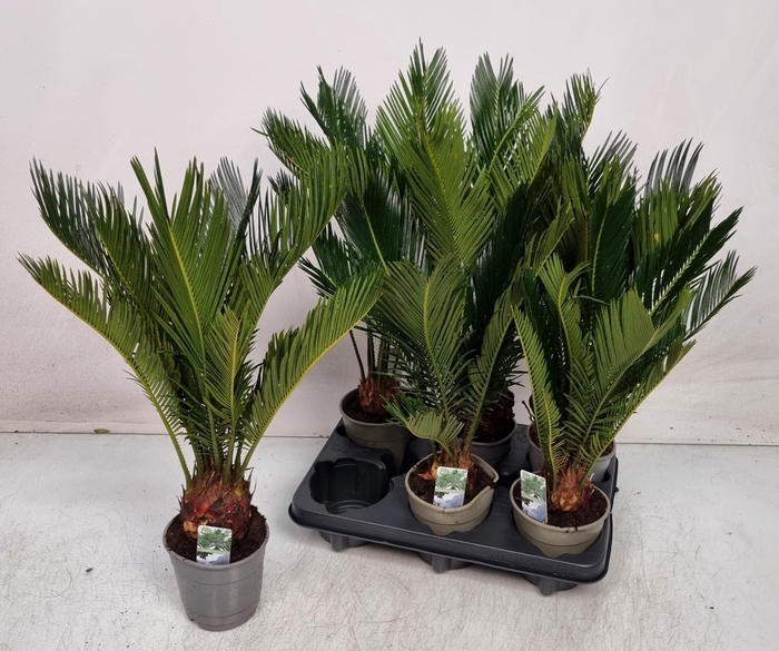 <h4>CYCAS REVOLUTA</h4>