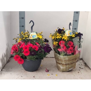 HANGING BASKETS