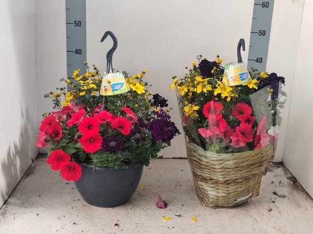 <h4>HANGING BASKETS</h4>