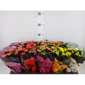 Kalanchoe blos. 'Perfecta'  ..mix 5