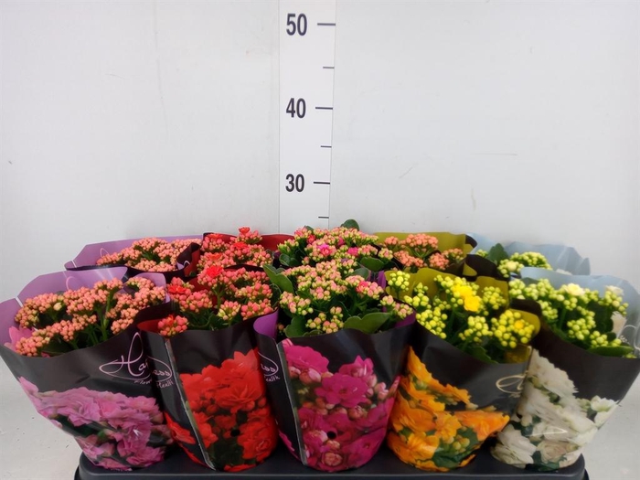 <h4>Kalanchoe blos. 'Perfecta'  ..mix 5</h4>