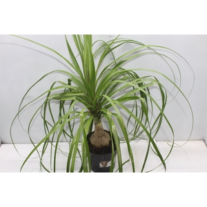 BEAUCARNEA P17