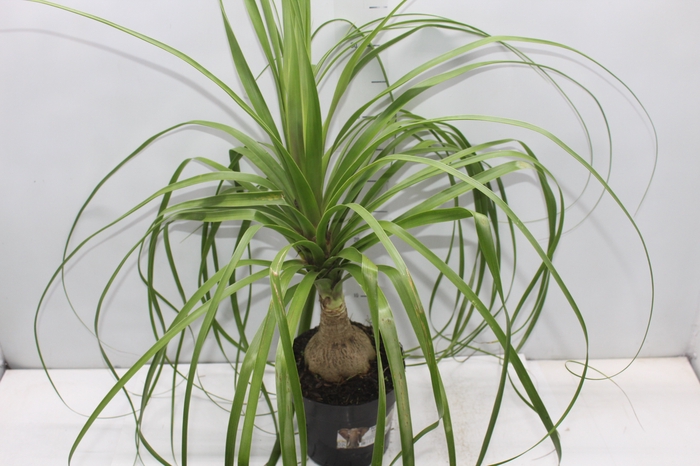 <h4>BEAUCARNEA P17</h4>