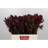 Leucadendron Saf Sunset Dark R.Spray