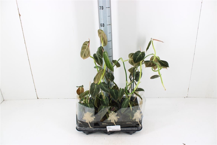Philodendron Melanochrysum P12
