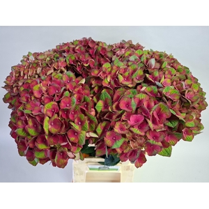 Hydr M Mag Charlotte