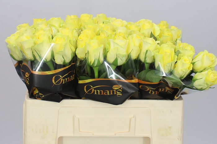 <h4>Rosa Gr Minion</h4>