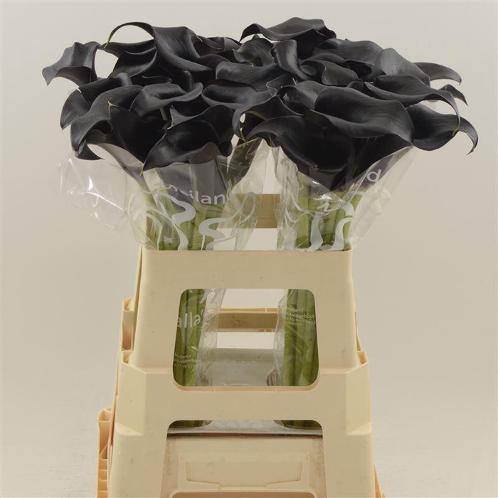 <h4>Calla Call Ceara</h4>