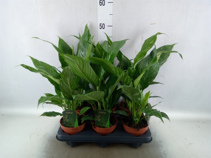 <h4>Spathiphyllum  'Diamond'</h4>