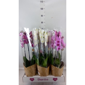 Phalaenopsis   ...mix