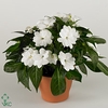 Impatiens NG 'Tamarinda White'