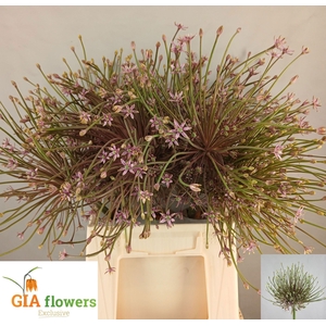 Allium Schubertii