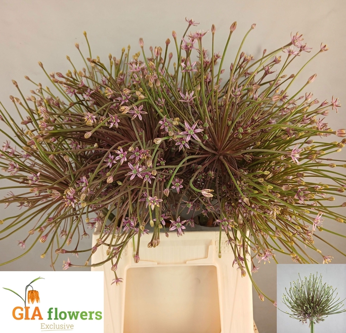 <h4>Allium Schubertii</h4>