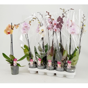 PHAL GEM