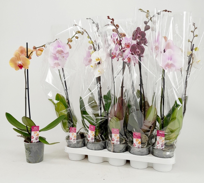 <h4>PHAL GEM</h4>