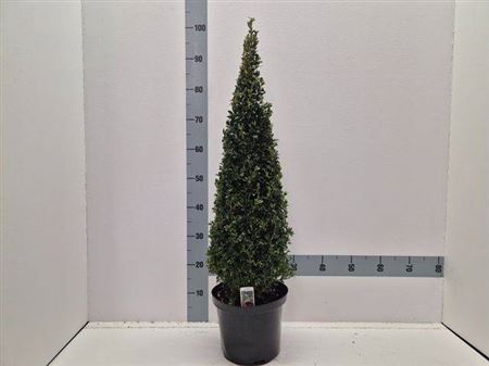 <h4>Buxu Sempervirens</h4>