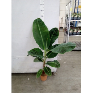 Musa  'Dwarf Cavendish'