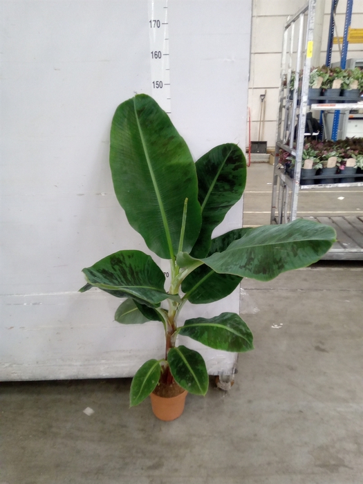 <h4>Musa  'Dwarf Cavendish'</h4>