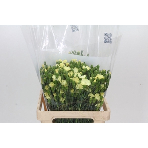 Dianthus Tr Solandis Blondfly