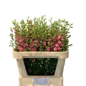 Delph Ridder Rose Bloemenliefde