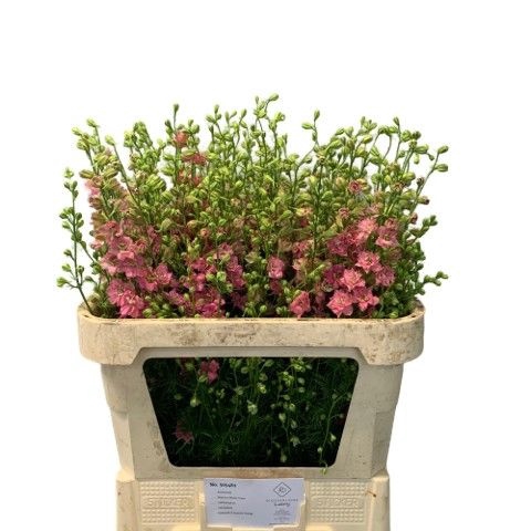<h4>Delph Ridder Rose Bloemenliefde</h4>