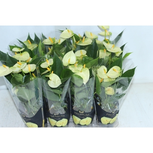 ANTHURIUM VANILLA P09 PREMIUM