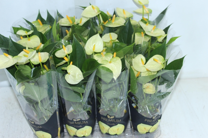 <h4>ANTHURIUM VANILLA P09 PREMIUM</h4>