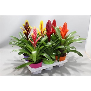 Bromelia Gemengd in Linge ompot