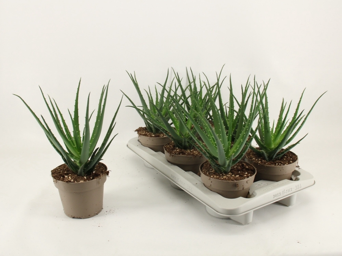 <h4>ALOE ARBORESCENS</h4>