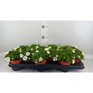 Calibrachoa  'Minifam White'