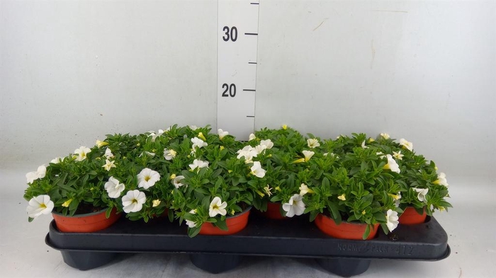<h4>Calibrachoa 'Minifam White'</h4>
