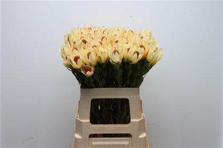<h4>Leucad Pom Pom Red</h4>