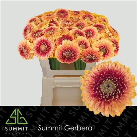 <h4>Ge Mb Pom Beaker</h4>
