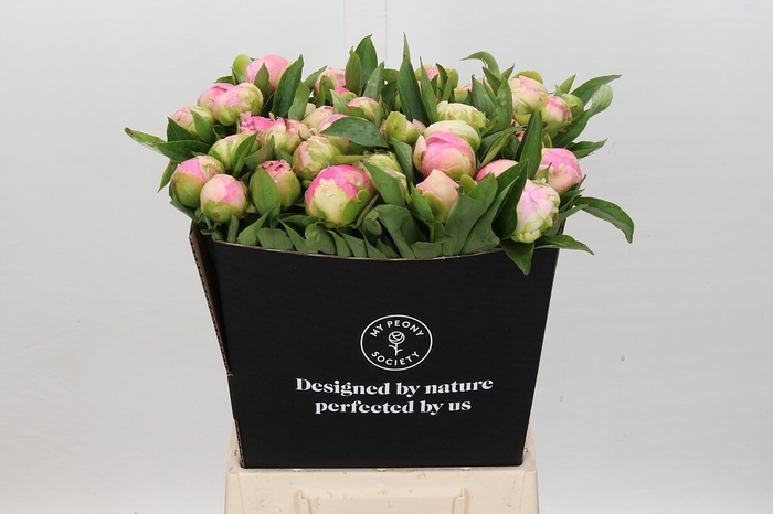 <h4>Paeonia Pink Giant</h4>