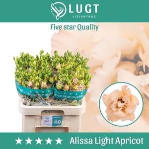 Lisianthus do alissa light apricot