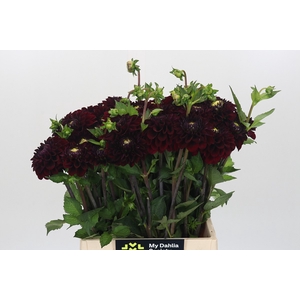 Dahlia Black Fox