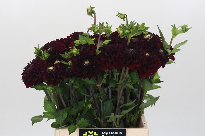 <h4>Dahlia Black Fox</h4>
