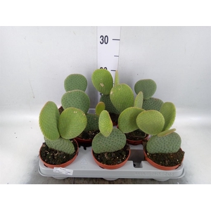 Opuntia