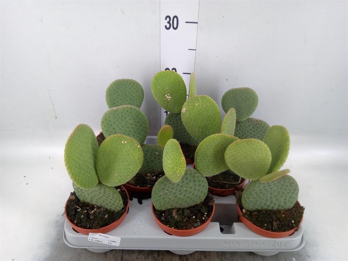 <h4>Opuntia</h4>