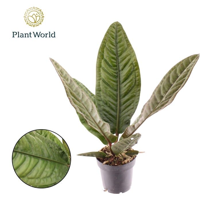 <h4>Anthurium blad</h4>