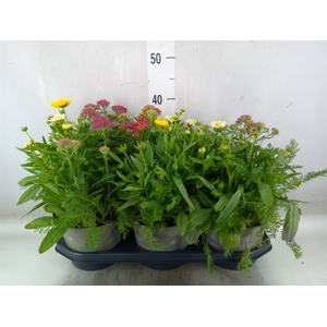 Vaste pltn   ...mix in pot [Perenni