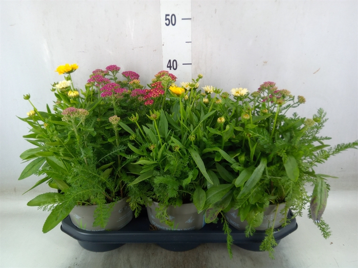 <h4>Vaste pltn   ...mix in pot [Perenni</h4>