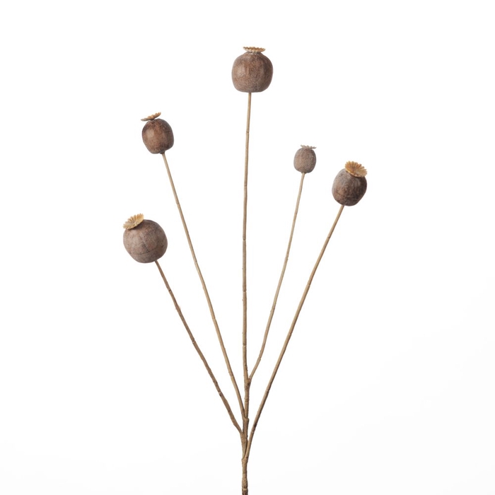 AF Poppy Ball Sp x 5 L76cm Bro