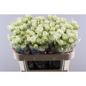 R Tr Snowflake L 70  5 Per Bos