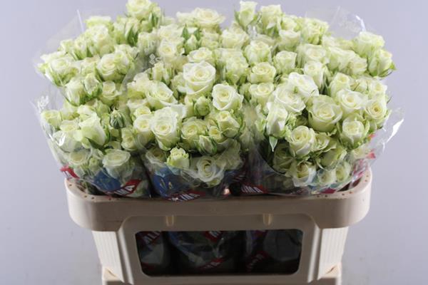 <h4>R Tr Snowflake L 70  5 Per Bos</h4>