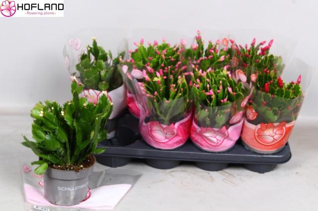 <h4>SCHLUMB GEM 3 KL</h4>