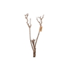 Syringa Branch Extra Levacher