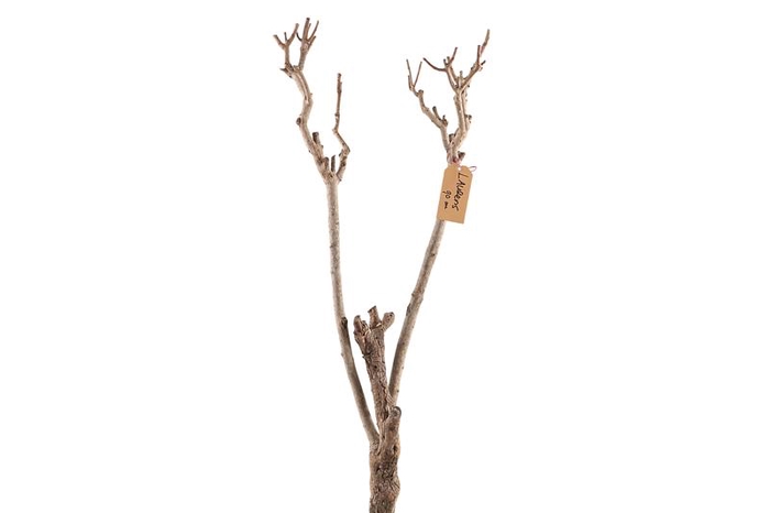 Syringa Branch Extra Levacher