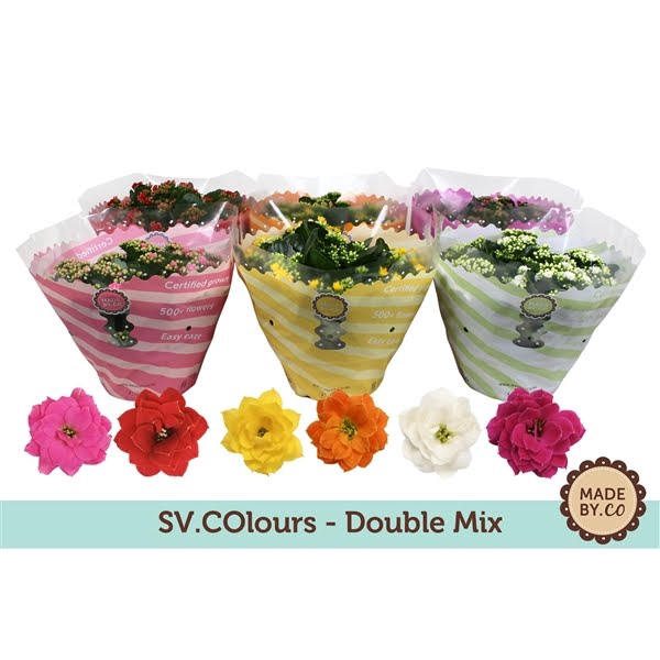 <h4>Kalanchoë Double Mix in SV.COloursleeve</h4>