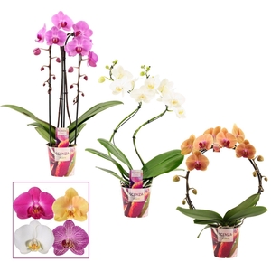 Phalaenopsis vormen mix 2 tak (Scenza)